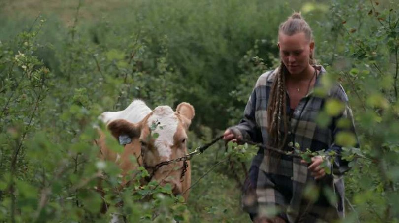 Sandra Öder leder ko ut ur hagen i Farmen 2023