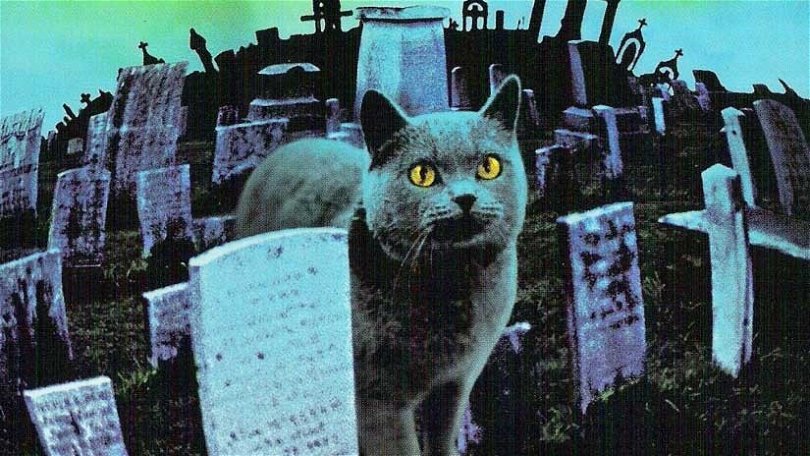 En katt på en kyrkogård.