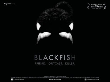 Med filmkamerans hjälp – Blackfish