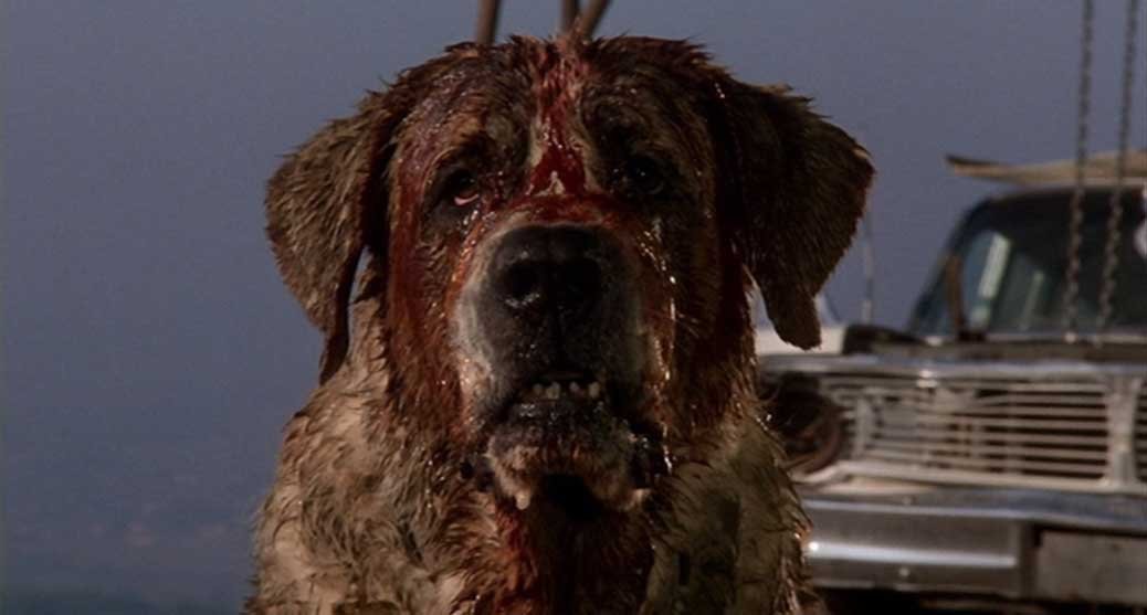 Rabiessmittade hunden Cujo i Stephen King filmen med samma namn.