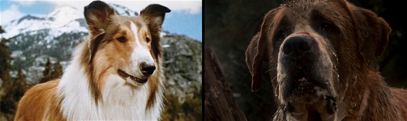 Hundarna Lassie och Cujo