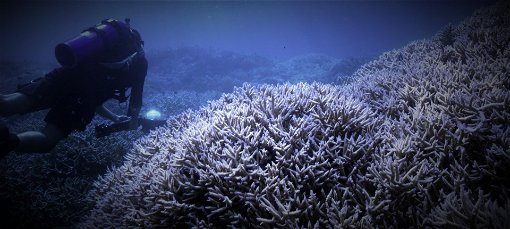 Streama Chasing Coral (2017)