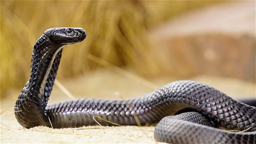 Världens dödligaste ormar – nu på Disney+