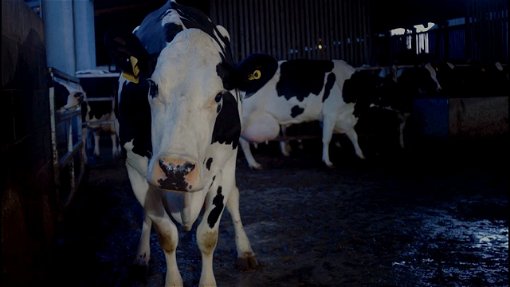 Bild på mjölkkon Luma, från dokumentären Cow