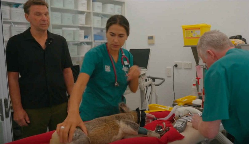 Anders Lundin på ett djursjukhus i Australien