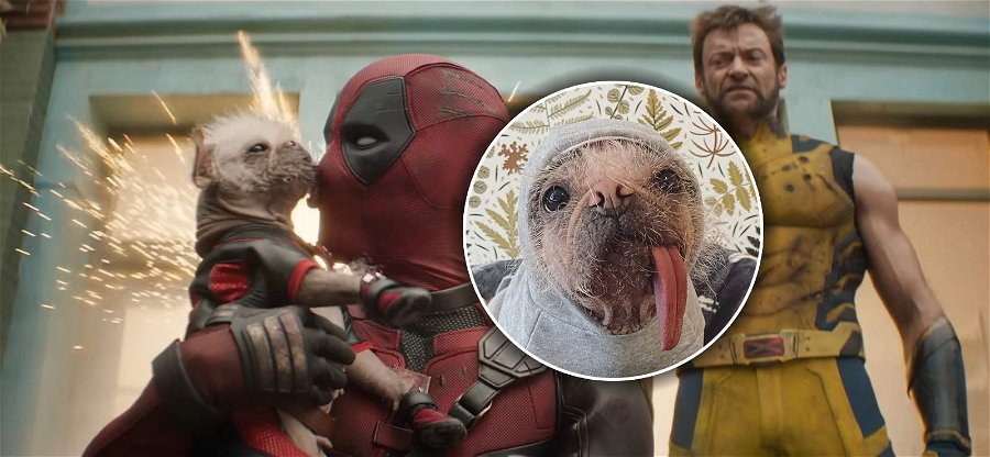 Fulaste hunden i Storbritannien – oväntad stjärna i Deadpool & Wolverine