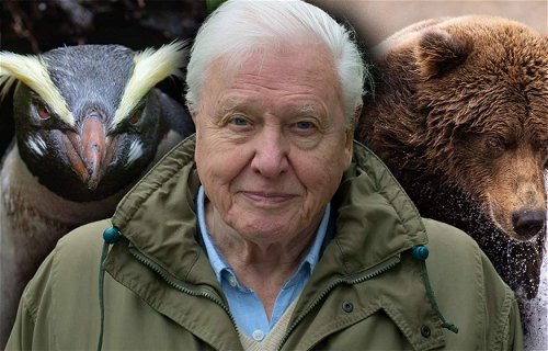 David Attenborough fyller 98 år – här är hans bästa dokumentärer enligt IMDb